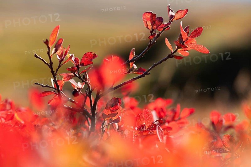 Reddish discoloured leaves on a shrub, bilberry or blueberry (Vaccinium myrtillus), autumn, Iceland, Europe