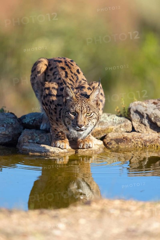 Iberian lynx (Lynx pardinus), drinking water at the waterhole, Hides De Calera / Lynx Hide, Calera Y Chozas, Castilla La Mancha / Toledo, Spain, Europe