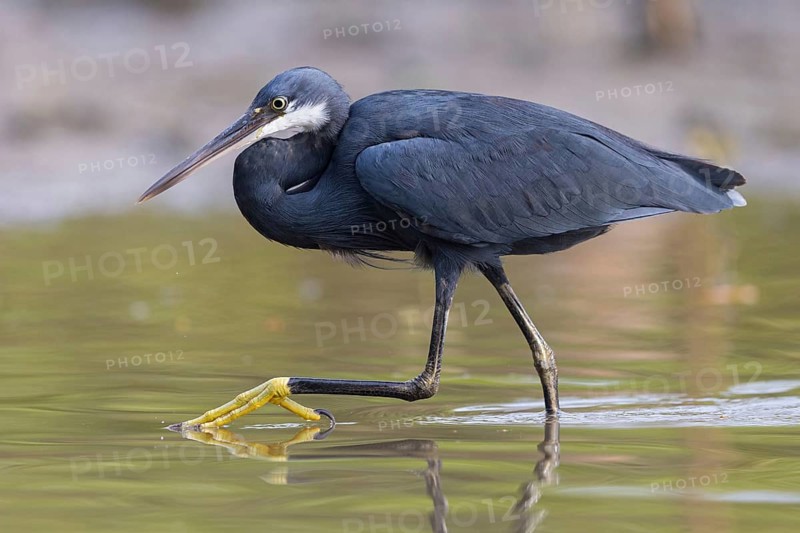 Great Egret, (Egretta gularis), foraging, Raysut, Salalah, Dhofar, Oman, Asia