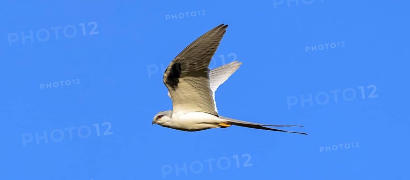 Swallow-tailed Kite, (Chelictinia riocourii), also Scissor-tailed Kite, African Swallow-tailed Kite, Fork-tailed Kite, bird of prey, family Accipitridae, flight photo, blue sky, Kousmar, Ndiaffate, Senegal, Africa