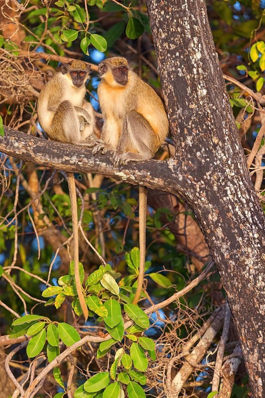 Green monkey (Chlorocebus sabaeus), guenon family, Janjabureh boat trip, Janjabureh, South Bank, Gambia, Africa