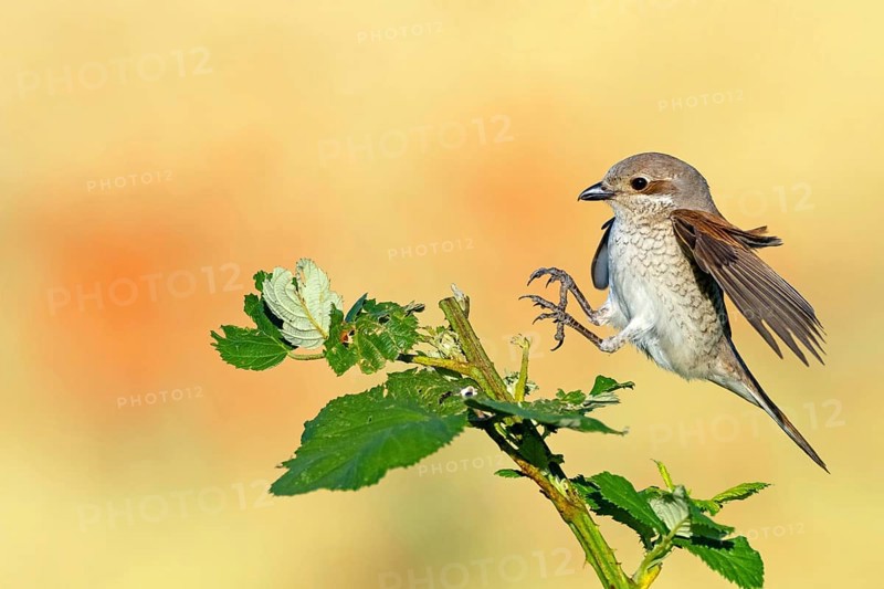 Red-backed shrike (Lanius collurio), female with prey, Hockenheim, Baden-Württemberg, Germany, Europe