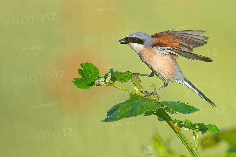 Red-backed shrike, red-backed shrike, thorn-backed shrike, family of shrikes, (Lanius collurio), male, Hockenheim, Baden-Württemberg, Germany, Europe