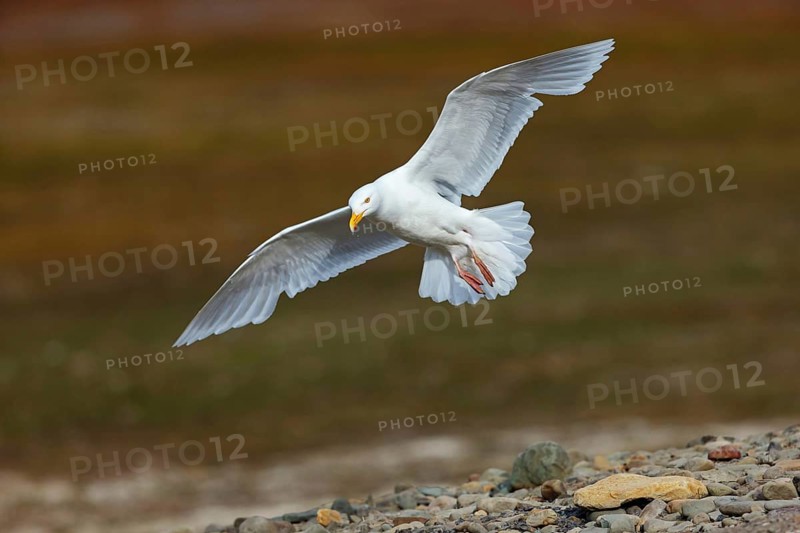 Glaucous gull (Larus hyperboreus), Norway, Spitsbergen, aerial photograph, Longyearbyen, Svalbard / Spitsbergen, Norway, Europe