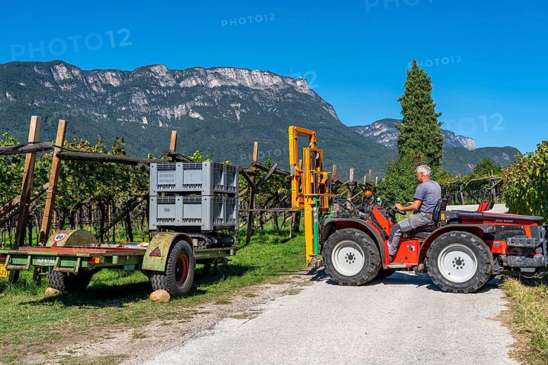 Apple-growing region in the Adige Valley, South Tyrol, large areas under cultivation, in South Tyrol over 18, 400 hectares, cultivated by over 7000 fruit growers, during the harvest season, Italy, Europe