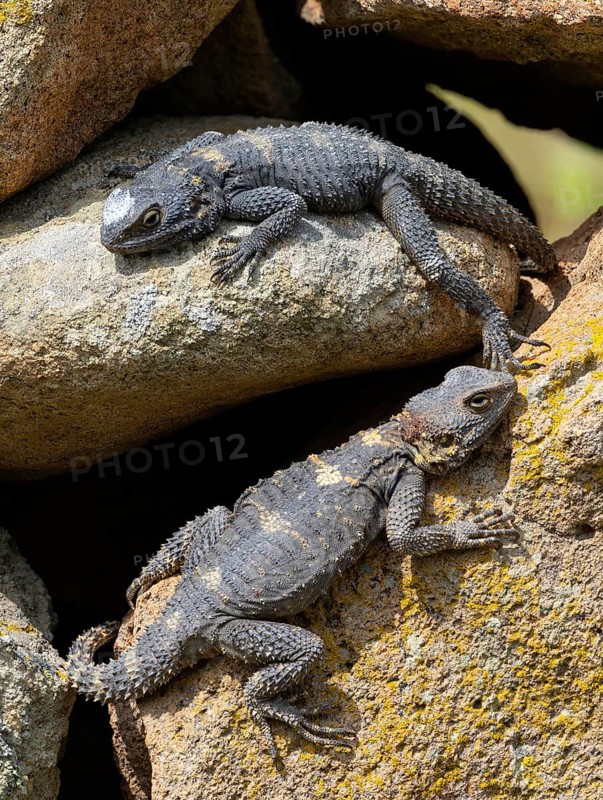Hardun, stellion (Laudakia stellio), lizard, family of agamas, two animals, Lesbos, island of Lesbos, Greece, Europe