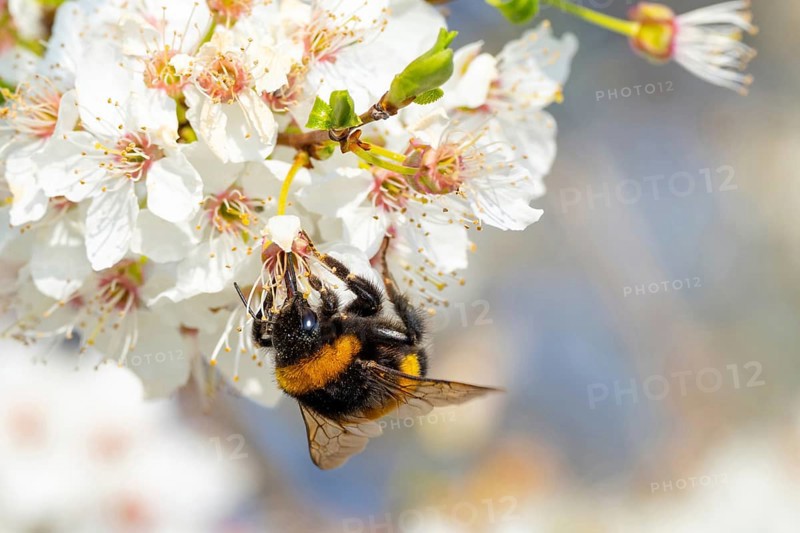 Large earth bumblebee (Bombus terrestris), bumblebee, insect, insect, macro, NSG Wagbachniederung, Wagh‰usl, Baden-W¸rttemberg, Germany, Europe