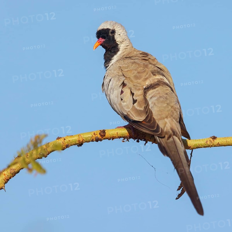 Cape Dove, (Oena capensi), Road N4 to Kaolack, Firgui, Senegal, Africa