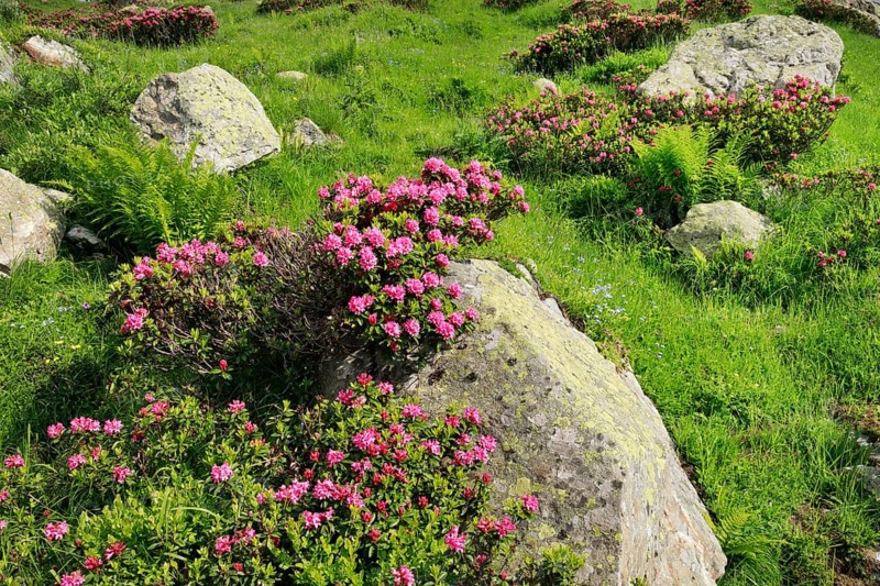 Flowering Rusty-leaved alpenrose perennials on rock, Swiss Alps