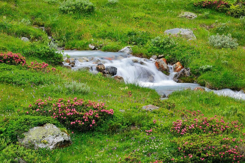 Mountain stream Steinwasser carves its way over stone cascades through vegetation overgrown with blooming alpine roses, Canton of Bern, Switzerland, Europe