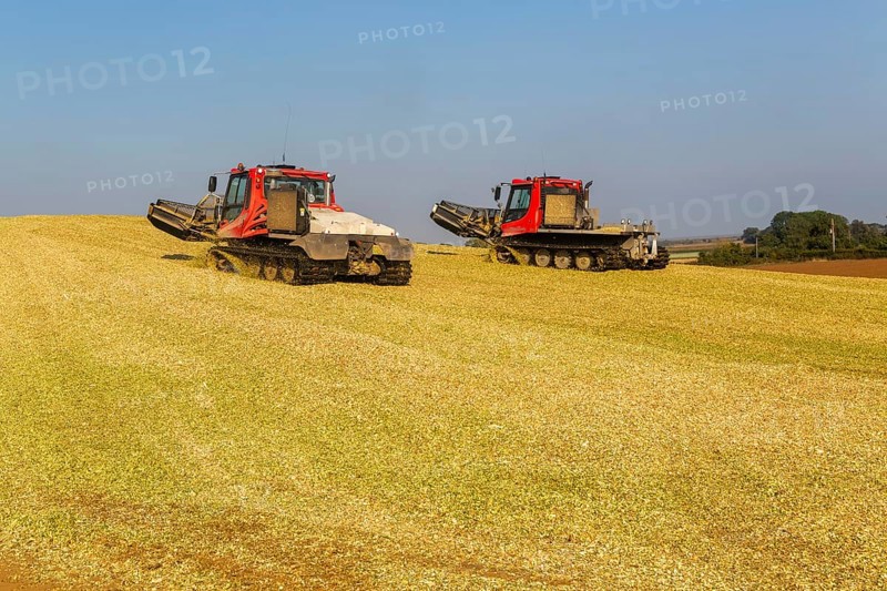 Piston Bully tracked bulldozer vehicles building silage clamp of sweetcorn maize in field stored for biofuel, Alderton, Suffolk, England, UK