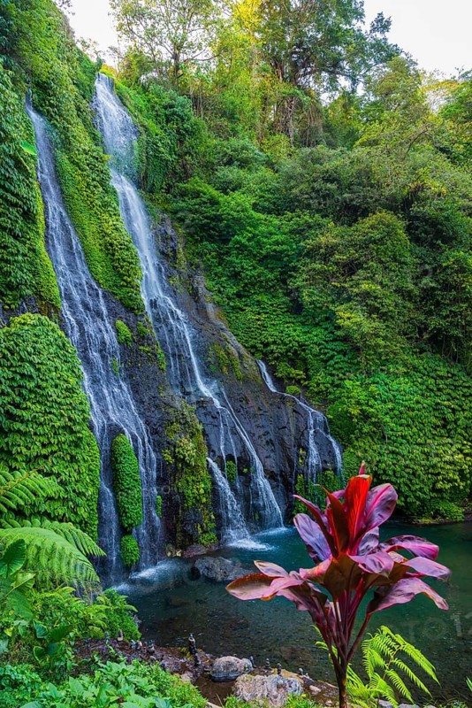 Banyumala twin waterfalls, club lily (Cordyline fructosia), tropical plant, flower, red, waterfall, jungle, rainforest, nature, landscape, Bali, Indonesia, Asia