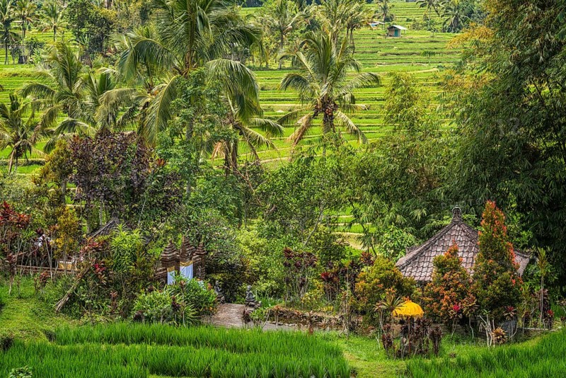 Jatiluwih, rice terrace, temple, Hinduism, agriculture, export, tourism, travel, landscape, UNESCO, Bali, Indonesia, Asia