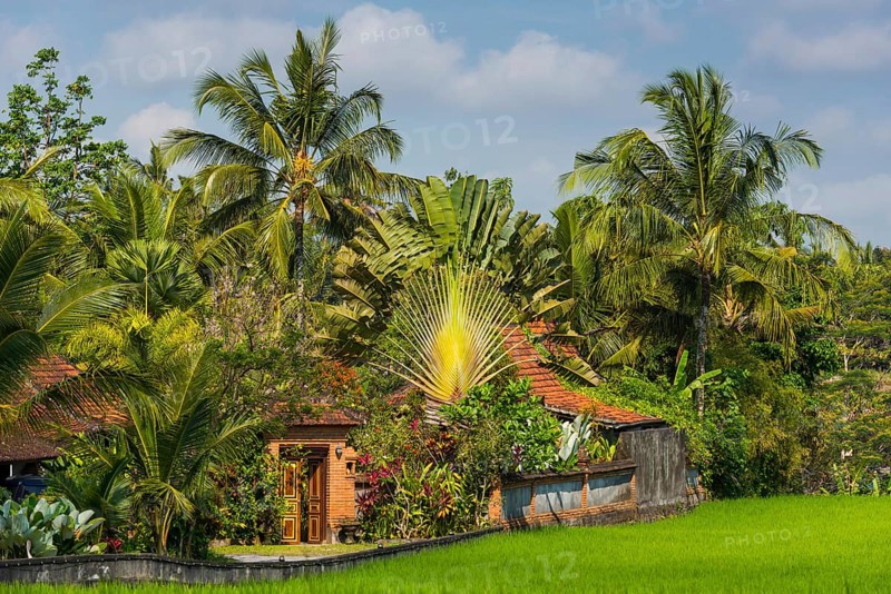Resort in the rice paddies, residential house, architecture, travel, tourism, Ubud in Bali, Indonesia, Asia
