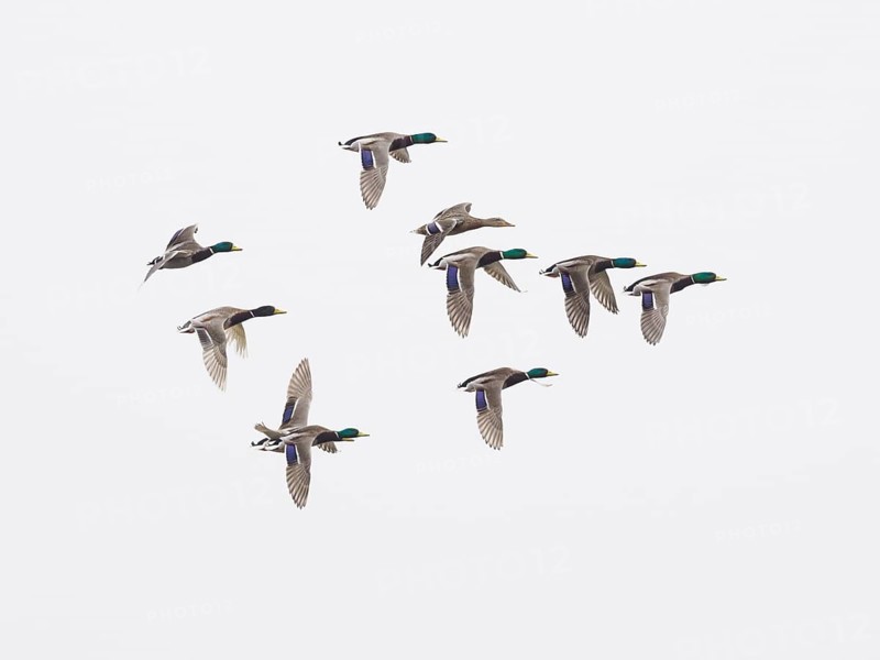 Mallard (Anas platyrhynchos), flock of ducks in flight against a grey sky background, island of Texel, Holland