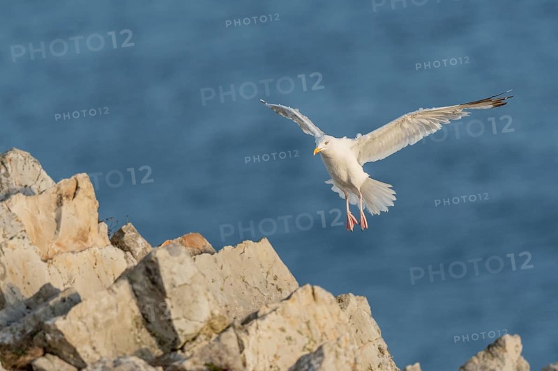 Herringgull (Larus argentatus) flies along the cliffs. Camaret, Crozon, Finistere, Brittany, France, Europe