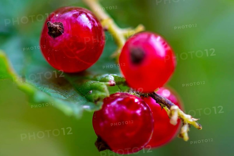 Ripe redcurrants on the bush