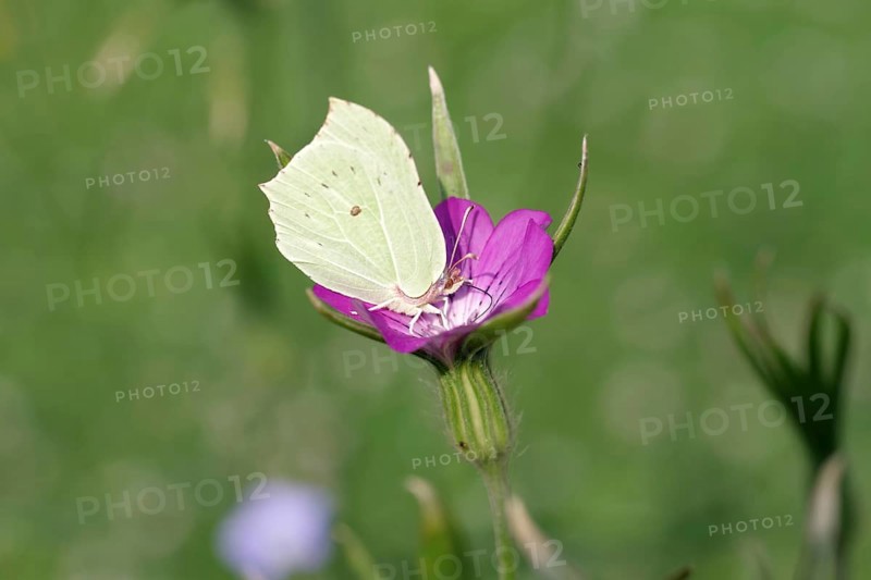 Brimstone (Gonepteryx rhamni), macro, butterfly, corn cockle, flower, The lemon butterfly sucks nectar from the flower of a corn cockle