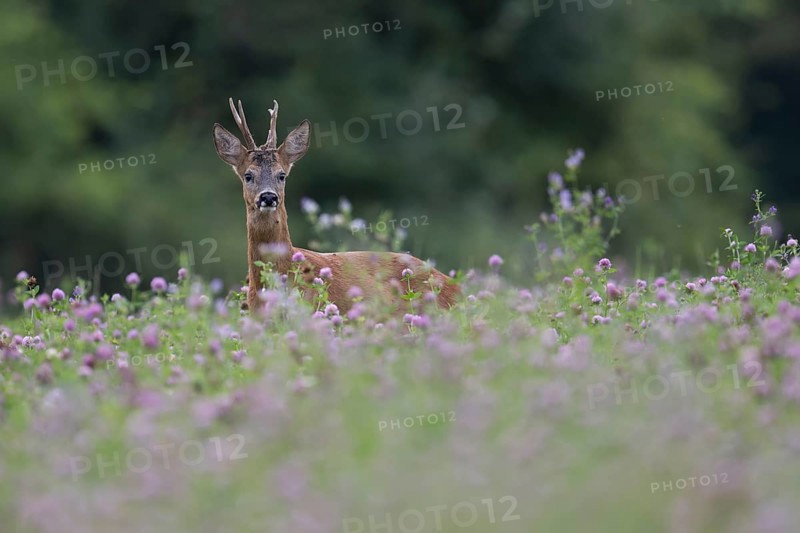 Roebuck in the clover field, Wittlich, Rhineland-Palatinate, Germany, Europe