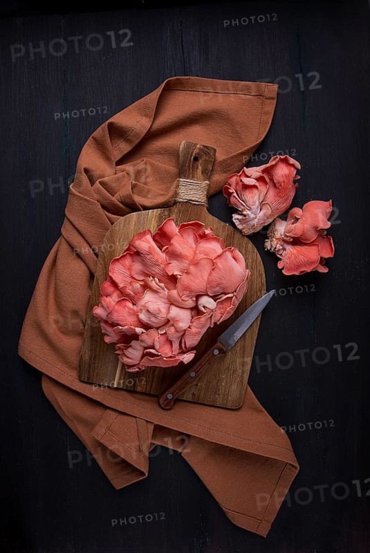 Pink oyster mushroom, bunch, close-up, raw, no people