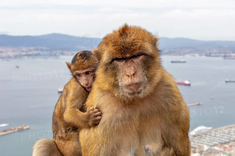 Similar image of a monkey with young in front of an urban landscape and sea, Gibraltar, Barbary macaque (Macaca sylvanus), Europe