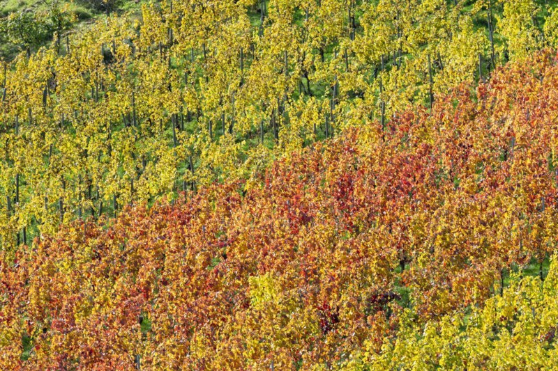 Vineyards in autumn, Rotenberg, Stuttgart, Baden-Württemberg, Germany, Europe