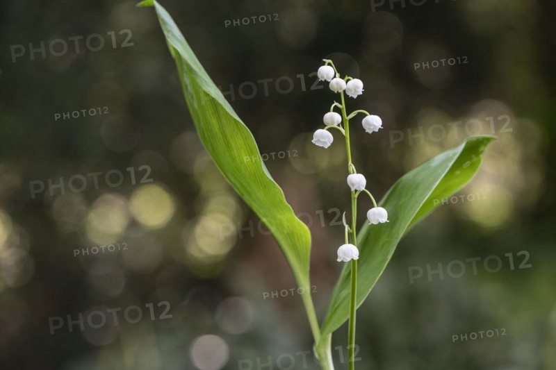 Lily of the valley (Convallaria majalis), Emsland, Lower Saxony, Germany, Europe