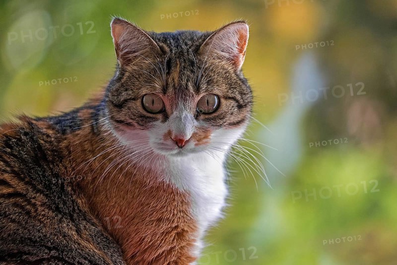 Cat, European Shorthair, domestic cat (Felis catus), tricoloured, portrait, Baden-Württemberg, Germany, Europe