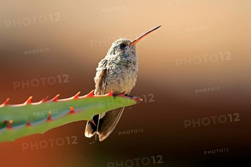 Broad-billed hummingbird (Cynanthus latirostris), adult, female, in perch, Sonoran Desert, Arizona, North America, USA, North America