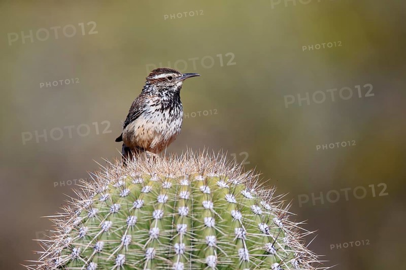Cactus wren (Campylorhynchus brunneicapillus), adult, on cactus, Sonoran Desert, Arizona, North America, USA, North America