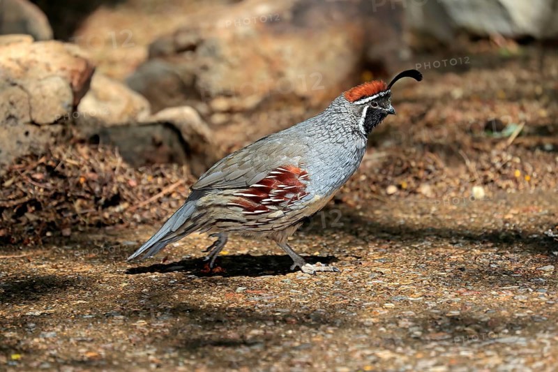 Gambel's quail (Callipepla gambelii), adult, male, running, Sonoran Desert, Arizona, North America, USA, North America