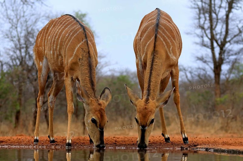 Nyala (Tragelaphus angasii), adult, female, two females, drinking, at the water, Kruger National Park, Kruger National Park, Kruger National Park South Africa