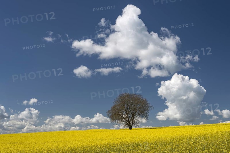 Old English oak (Quercus robur), on the Hödinger Berg, Hödingen, Lake Constance district, Upper Swabia, Baden-Württemberg, Germany, Europe