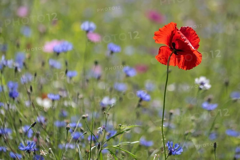 Flower meadow with poppy flower (Papaver rhoeas) and cornflowers (Centaurea cyanea), Emsland, Lower Saxony, Germany, Europe