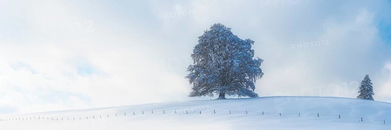 European beech, Fagus sylvatica, in winter, solitary tree near Rieden am Forggensee, Ostallgäu, Allgäu, Bavaria, Germany, Europe