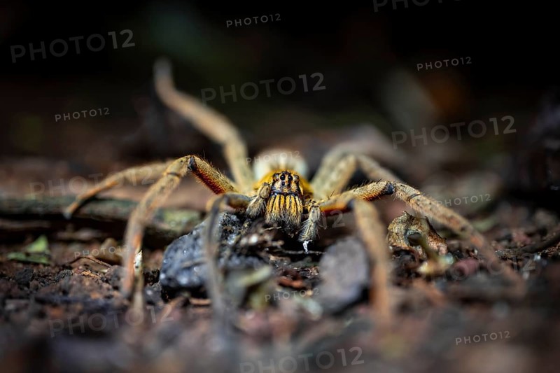 Getazi comb spider or Getazi banana spider (Cupiennius tazi) sits on the forest floor at night in the tropical rainforest, Refugio Nacional de Vida Silvestre Mixto Bosque Alegre, Alajuela province, Costa Rica, Central America