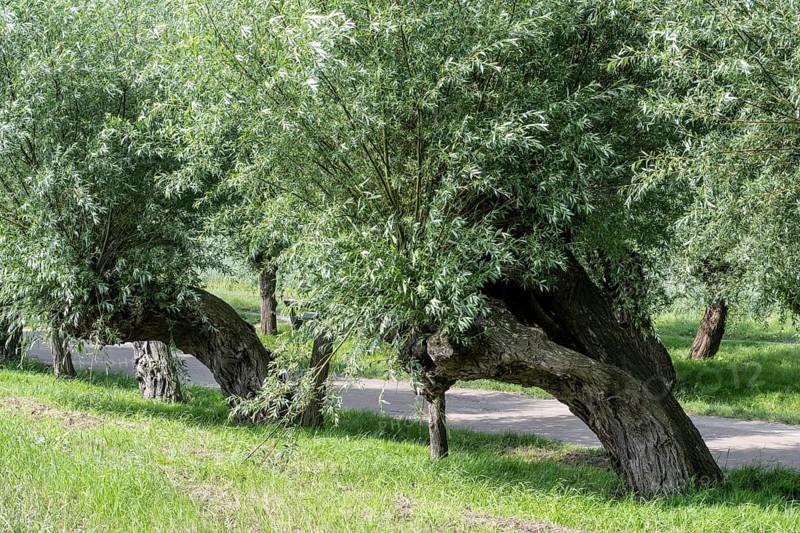 Old pollarded willow, willow (Salix viminalis), Poel Island, Mecklenburg-Western Pomerania, Germany, Europe