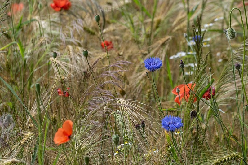 Poppy flower (Papaver Rhoeas) and cornflower (Centaurea cyanea), Mecklenburg-Vorpommern, Germany, Europe