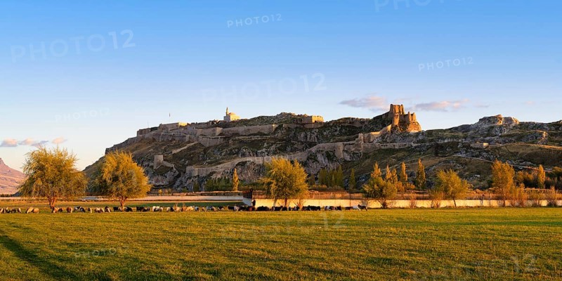 Sheep herd grazing in front of Van castle at sunset, Van, Turkey, Asia