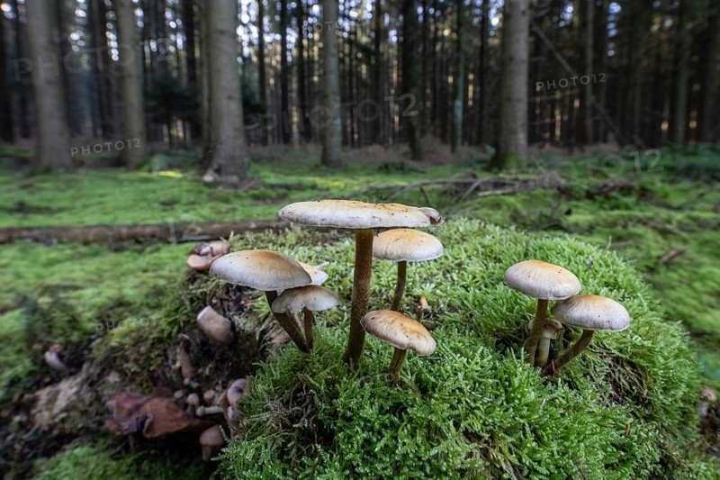 Sulphur tuft (Hypholoma fasciculare) in spruce forest, Emsland, Lower Saxony, Germany, Europe