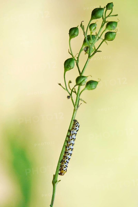 Upper Lusatian heath and pond landscape, brown-rooted monk caterpillar, June, Saxony, Germany, Europe