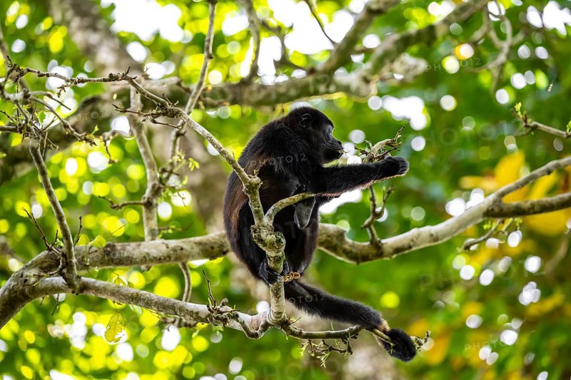 Mantled howler (Alouatta palliata) sitting in a tree, Cahuita National Park, Costa Rica, Central America