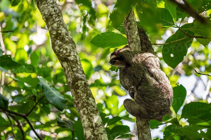 Brown-throated sloth (Bradypus variegatus) on a branch, Cahuita National Park, Costa Rica, Central America
