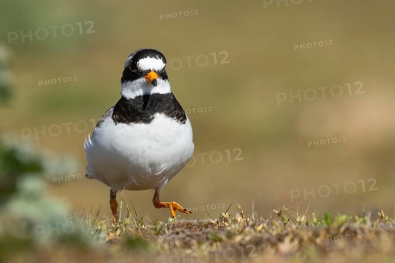 Ringed plover (Charadrius hiaticula) adult bird walking on coastal grassland, England, United Kingdom, Europe