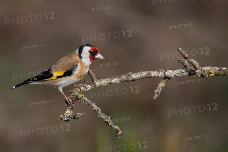 European goldfinch (Carduelis carduelis) sitting on a deadwood branch, Austria, Upper Austria, Europe