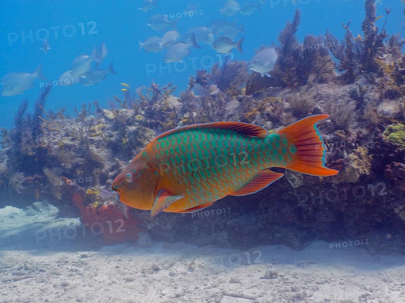 A large, colourful tropical fish, rainbow parrotfish (Scarus guacamaia), swims near a coral reef. Dive site John Pennekamp Coral Reef State Park, Key Largo, Florida Keys, Florida, USA, North America