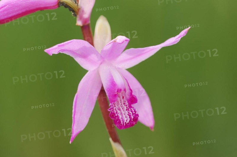 Japanese orchid or Chinese orchid (Bletilla striata, Bletia striata), flower, ornamental plant, North Rhine-Westphalia, Germany, Europe