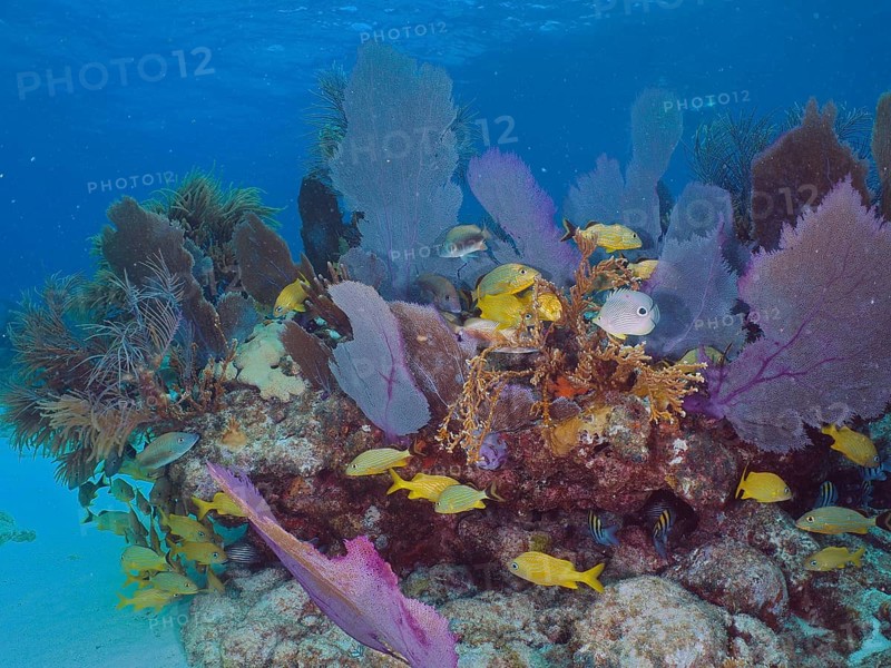 Yellow Haemulinae in a colourful coral reef with common sea fan (Gorgonia ventalina) . Dive site John Pennekamp Coral Reef State Park, Key Largo, Florida Keys, Florida, USA, North America