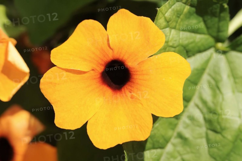Black-eyed susan vine (Thunbergia alata), flower, ornamental plant, North Rhine-Westphalia, Germany, Europe