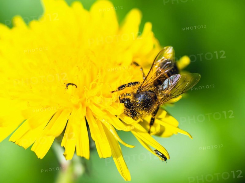 European Honey Bee, Apis mellifera, bee on yellow flowers of Common Sowthistle, Sonchus arvensis